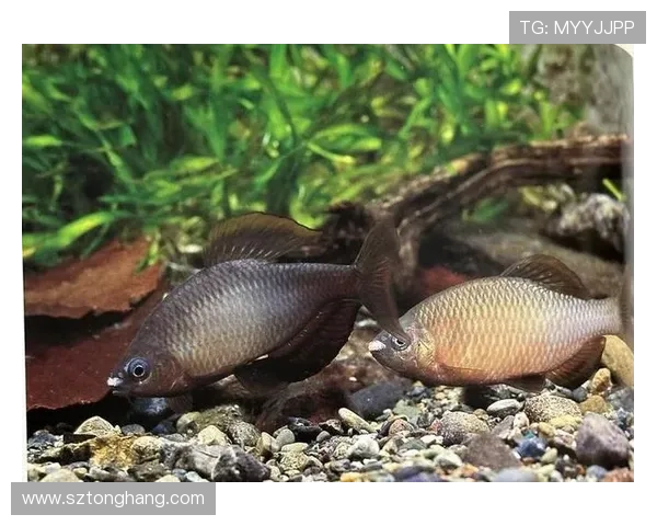 深圳街舞队的速度与技巧探讨引领街舞新潮流的魅力与挑战 深圳街舞队的速度与技巧探讨引领街舞新潮流的魅力与挑战